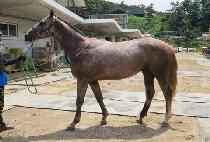 ��Ʋ�����÷��� (LITTLE BOY FLASH) ����