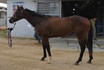 Ĺ���̶�Ŭ (CATS MIRACLE) ����