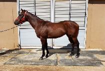 ž�轺 (TAP SOCKS) ����