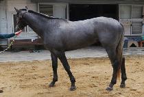 ���ǵ����� (SPEED WINNER) ����