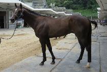 ���������� (PREEM VISION) ����