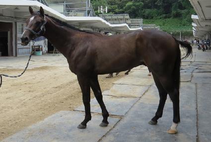 ���������� ����