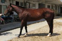 Ʈ����ĭ (TRIPLE KHAN) ����