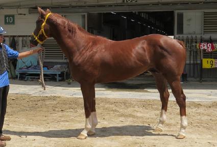 �̽�Ʈ�賲 ����