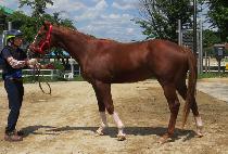 �۷ι�ĸƾ (GLOBAL CAPTAIN) ����