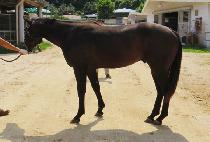 Ȳǥ�� (HWANGPYOMA) ����