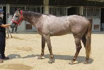 �۷ι����� (GLOBAL BOSS) ����