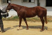 �Ƹ����� (ARFONS) ����