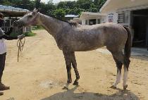 �׷���Ʈ�� (GREAT LEE) ����