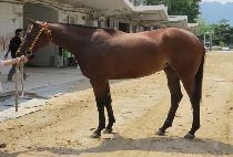 ��Ʈ��ť�ǵ� (STRONG CUPID) ����