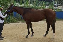 �ö������� (FLYING FORD) ����