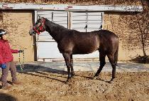 ����Ĺ (WORLD CAT) ����