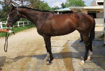 �����庸��Ÿ (PROUD BONITA) ����