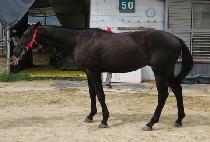 �ǿ��������� (P N S VOCAL) ����