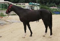 �ֺ��ý� (ABBEY VOCALS) ����