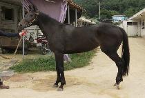 �ǿ������Ƹ� (P N S ARI) ����