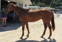 ���̾�Ʈ���� (GIANT MACHO) ����