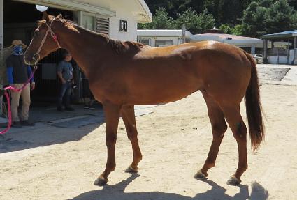 ���̾�Ʈ���� ����