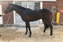 �����ŷ���� (SPECIAL KING IJI) ����