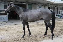 ��õĸƾ (INCHEON CAPTAIN) ����