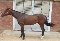 ���ڳ��� (ECHO NILE) ����