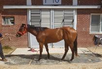 �������� (MUPAE CHARLIE) ����