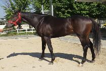 ��õġ�� (INCHEON CHIEF) ����