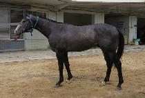 �����ù� (MAPLE MOON) ����