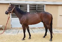 �����ڸ���ī (YEONGWON JAMAICA) ����