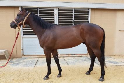 �����ڸ���ī ����