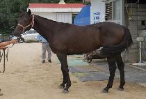 ������������ (WIDAEHAN FIGHTER) ����