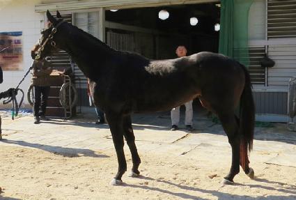 Ŀ��������Ƽ�� ����