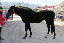 �����⼼ (GWANGPOK GISE) ����