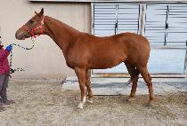 ���Ͻ� (ASTONISHING) ����