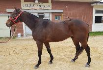 ����¡���� (RISING BOY) ����