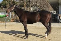 �뱺�Ǵн� (DAEGUN PHOENIX) ����