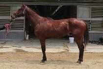 ���̳���Ŀ�� (DYNAMIC COMING) ����