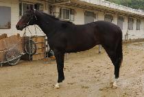 �ǹ���� (FEVERDINI) ����