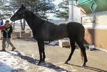 �ý�Ǫ��ĸƾ (SISPUMA CAPTAIN) ����