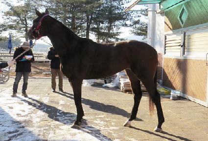 �ҿ︮������ƽ ����