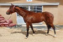 �ǿ����� (MAN OF TOP) ����