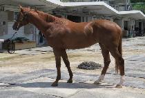 �۽�Ʈ�帲 (FIRST DREAM) ����