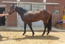 ���̾Ƹ�帶�� (DIAMOND MARINE) ����