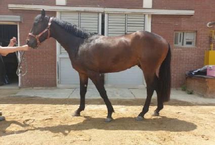 ���̾Ƹ�帶�� ����