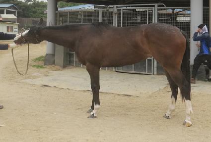 ���������� ����