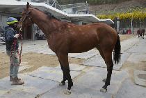 ������ŷ (SPRING KING) ����