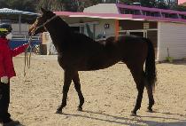 ����Ʈ�� (LIL�� PATRON) ����