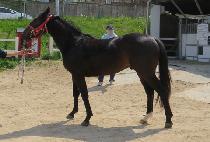 �����̸̹� (D K MIR) ����