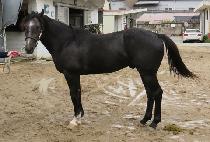 �����̾Ƹ��� (D K ARIA) ����