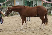 �������۹̸� (D K PURMIR) ����